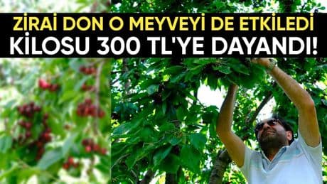 Zirai don rekolteyi düşürdü! Üreticiyi üzen hasat: Marketlerde kilosu 300 TL'ye kadar çıktı
