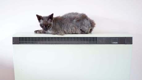 Cats develop dementia similarly to humans – study