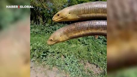 Yolda kavga eden kertenkeleleri görünce ayıran vatandaş sosyal medyada gündem oldu