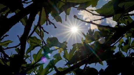 Wetter: Ruhiges Sommerwetter in Rheinland-Pfalz und dem Saarland