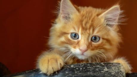 Por qué los gatos naranjas son (aún más) especiales: descubierta la enigmática mutación genética que explica por qué hay felinos dorados
