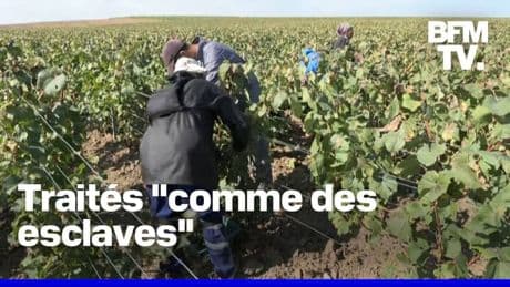 Vendanges en Champagne: trois personnes condamnées à de la prison ferme pour traite d'êtres humains