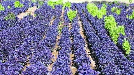 Çayını içen, şerbetini yapan vazgeçemiyor! Bağışıklığı güçlendiriyor, cildi güzelleştiriyor, stresi unutturuyor!