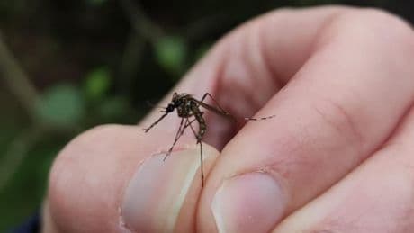 Mosquitoes found as far north as Shetland in new study