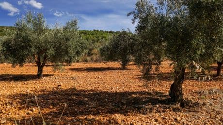 En España crece el número de olivos y no se registran talas masivas