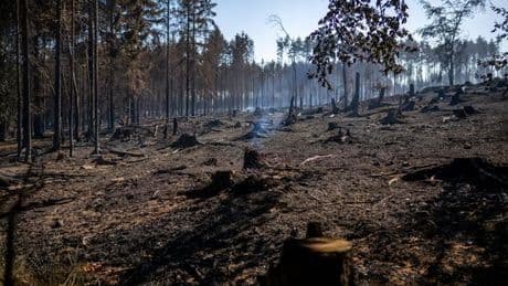 Großbrand: Was geht besser? Linke möchte Waldbrand als Ausschuss-Thema
