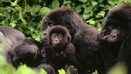 Gorilla-Weibchen überraschen: Stärke allein reicht nicht