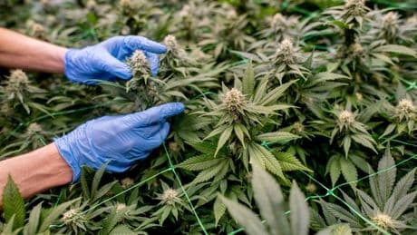 Cannabis-Legalisierung: Fast 300 Cannabis-Clubs sind in Deutschland bereits genehmigt