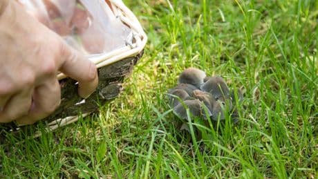 Gartentipps: Pilze im Rasen: Woher sie kommen – und wie sie wieder gehen