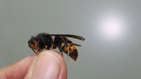 Picaduras de avispa asiática: así sabrás si eres alérgico y cómo reaccionar al instante