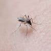 Un deuxième cas de dengue autochtone signalé dans la Loire, les premiers en France cette année