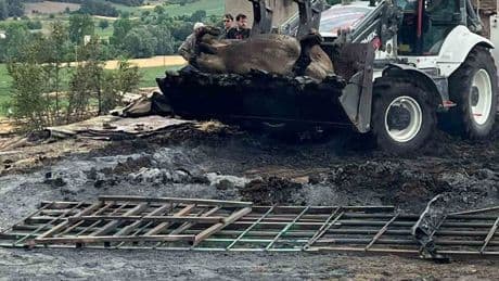 Bilecik'te orman yangınlarının acı bilançosu belli oldu