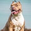 Massive XL bully mauled girls - aged 4, 8 and 11 - as owner and mother of two of the children desperately tried to coax it away with ham