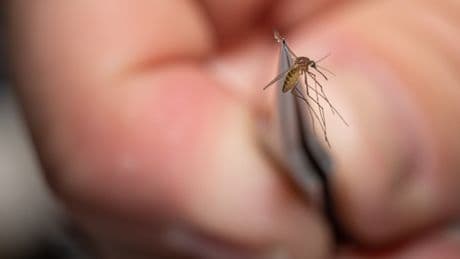 The 7 signs of deadly, paralysing West Nile virus that’s mistaken for flu – as it’s found in UK mozzies for first time