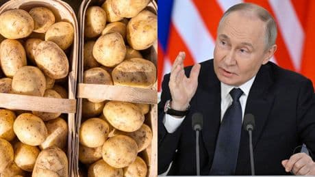 Russia, crisi delle patate: Putin chiede aiuto alla Bielorussia. L'appello di Lukashenko: «Coltiviamo di più per i nostri fratelli»