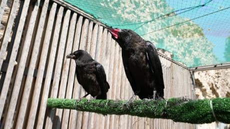 Two new raven chicks arrive at Tower of London ‘to keep the kingdom safe’