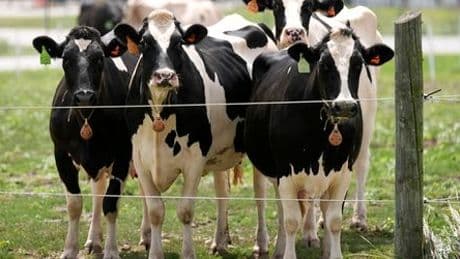 Virus H5N1: Ein einziger Kontakt soll Vogelgrippe auf US-Kühe übertragen haben