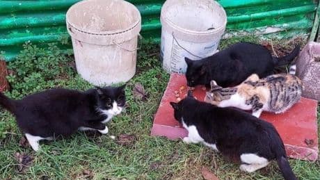 Bermeo activa un plan «ético» para el control de sus más de 150 gatos callejeros
