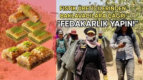 Fıstık rekoltesi düştü, fiyatlar tavan yaptı: Üreticiden baklavacılara "Fedakarlık edin" çağrısı