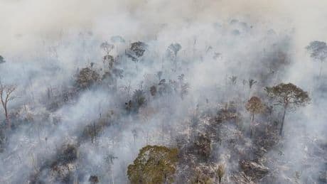 Les forêts primaires tropicales ont subi en 2024 leur pire recul depuis une vingtaine d’années