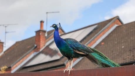 Squawking flock of 40 peacocks terrorise locals in Staffordshire village