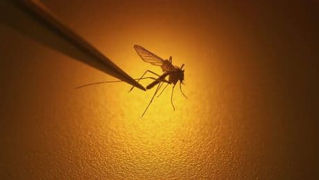 West Nile virus confirmed in Toronto, Canada’s 1st human case this year