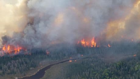 Aucune région n’est épargnée : la destruction de la forêt par les flammes s’accélère dans le monde entier
