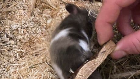 Einsatz in Münchener Edelviertel - Po zu dick! Feuerwehr sägt Hamster aus Haus