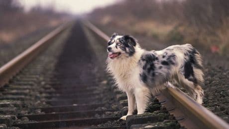 Bahn in Hessen: Frau geht mit Hund Gassi – mitten auf der Strecke
