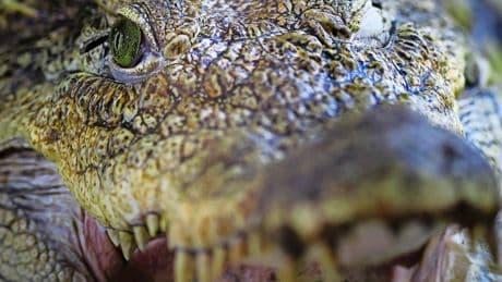 Toerist denkt selfie te nemen met ’nepkrokodil’, maar wordt vervolgens aangevallen