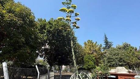 Beylikdüzü'nde görenler şaşkın: Bu sitede oturanlar çok şanslı