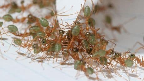 Pour les fourmis tisserandes, l’union fait la superforce
