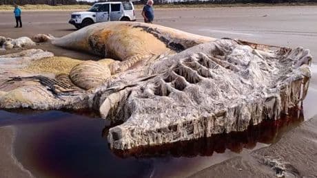 Mystery of 70ft sea monster which washed up on Welsh beach finally solved