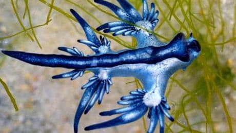 Mallorca: Forscherin will »Blauen Drachen« entdeckt haben - potenziell gefährlich