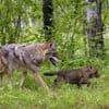 Un enfant de 6 ans attaqué par un coyote dans un parc aux États-Unis, sa mère le sauve in extremis