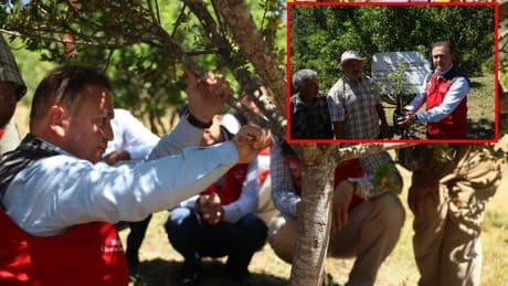 10 yıl önce dikildi, ilk hasadı yeni yapıldı! Yeni gelir kapısı olacağı düşünülüyor: Doğal ilaç olarak dikkat çekiyor