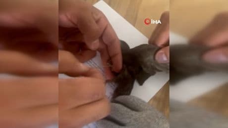 Ağlara takılan kuşu itfaiye kurtardı