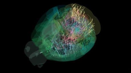 «Nous le voyons en direct, à une échelle sans précédent»: des chercheurs observent le cerveau lors d’une prise de décision