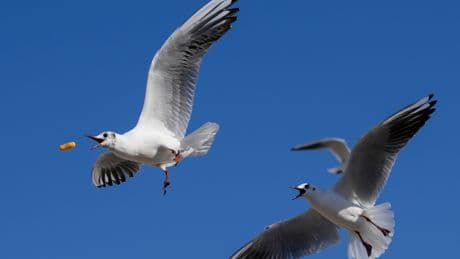 Doing This 1 Simple Thing Can Stop Seagulls Pinching Your Food At The Beach