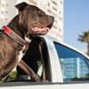 Verbod op pitbulls en verplichte muilkorf: 5 populaire vakantielanden en hun ‘hondenregels’