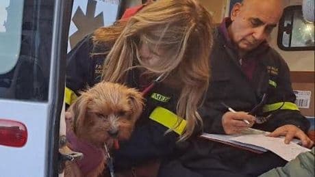 Soccorso animali, la Croce Gialla di Genova annuncia il corso per nuovi volontari: “Abbiamo bisogno di forze”