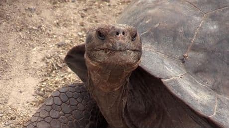 Ya son 9.500 las tortugas gigantes terrestres que habitan las Islas Galápagos