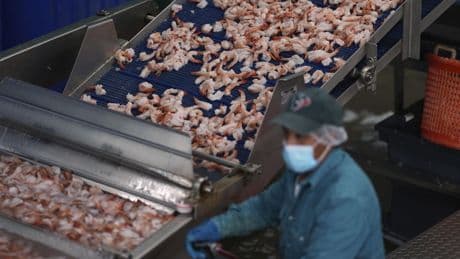 Rampant 'shrimp fraud' deals another blow to devastated U.S. shrimpers but tariffs offer new hope