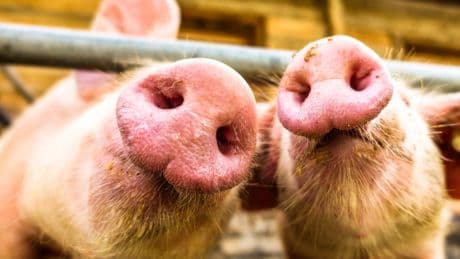 Woher kommt die Redewendung "Ich glaub', mein Schwein pfeift"?