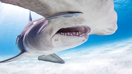 Coraux, huîtres et dents de requins : les conséquences de l’acidification, un océan d’incertitudes
