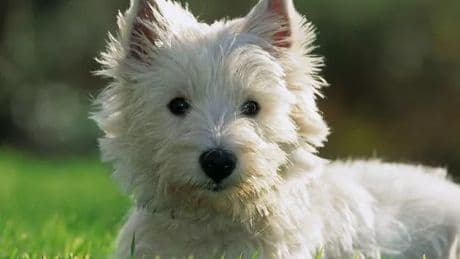 Scots dog owners urged to check for common danger in grass and it's not ticks