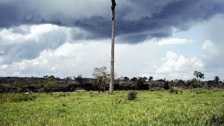 La deforestazione ha ucciso mezzo milione di persone negli ultimi 20 anni: la ricerca choc di Nature Climate Change