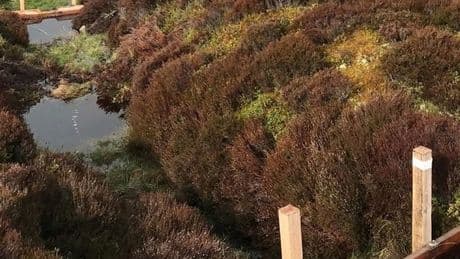 Scottish whisky distilleries turn to science amid historic dry spell