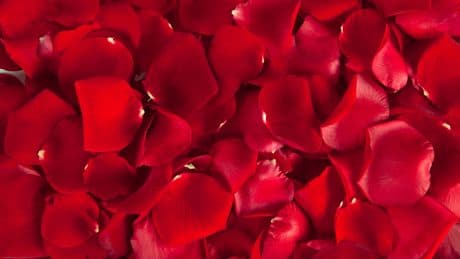 Las matemáticas descubren que la belleza de los pétalos de las rosas contiene una geometría única en la naturaleza