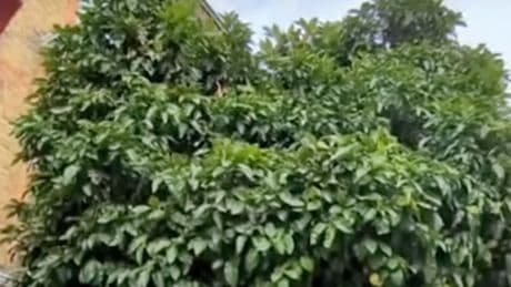 Why this rare tree in London is now protected under law